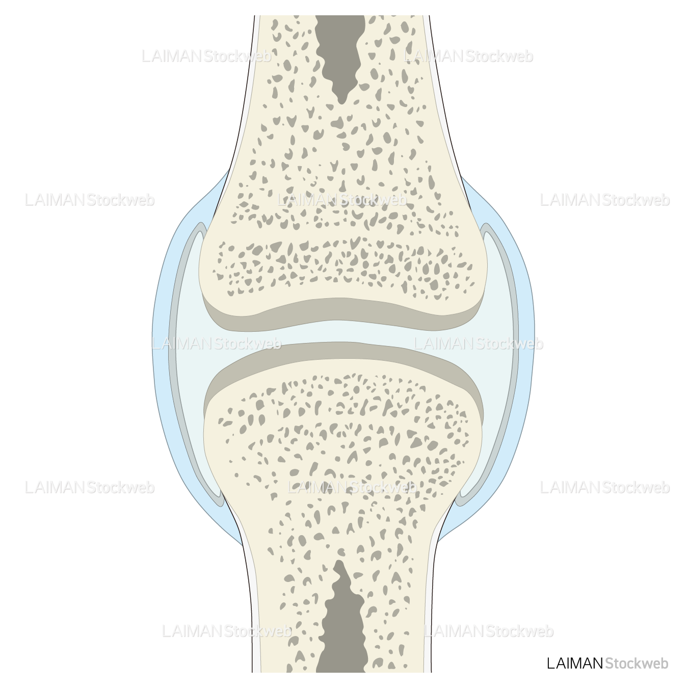 関節の断面