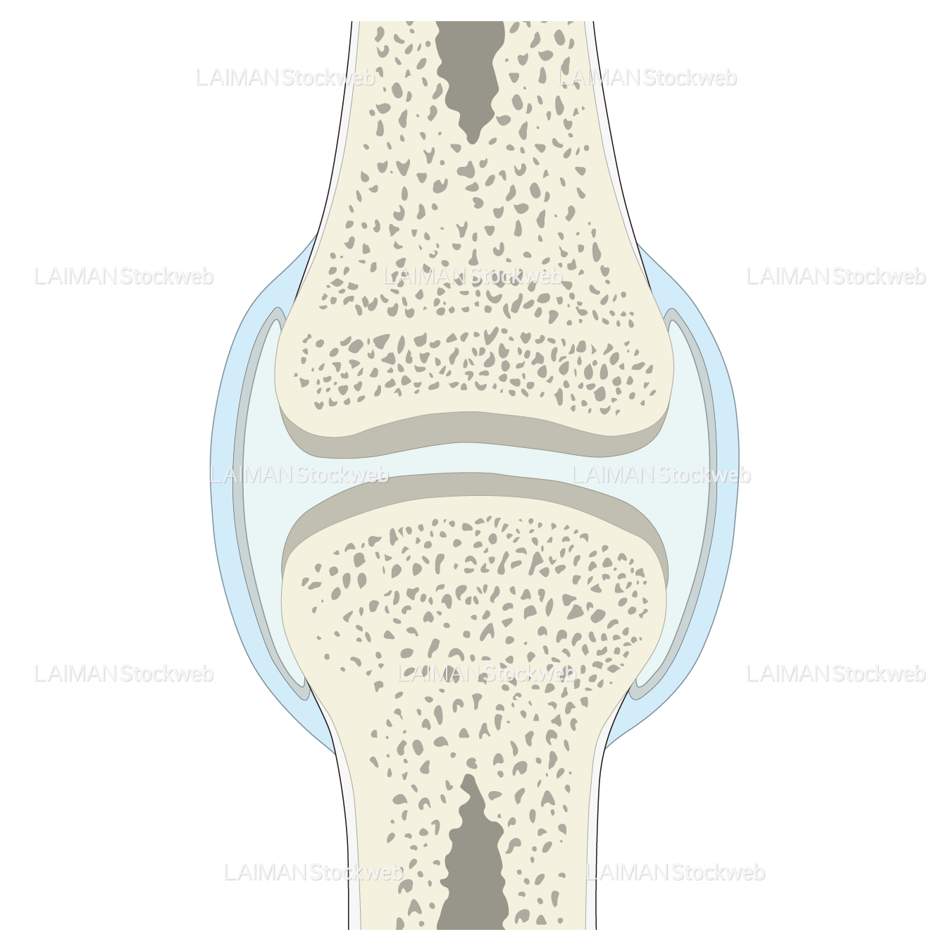 関節の断面