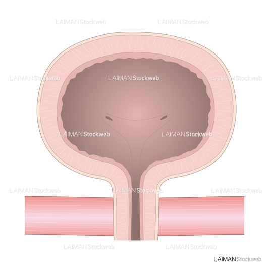 膀胱と括約筋