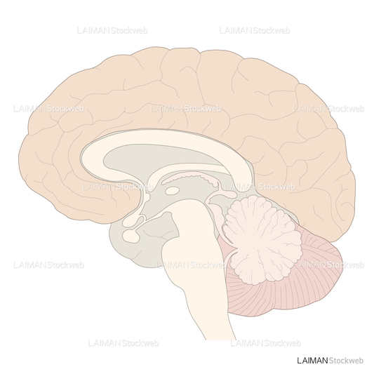 脳の正中矢状断