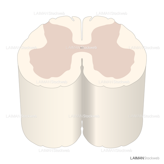 脊髄の構造