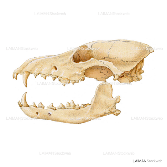 コヨーテの頭蓋骨
