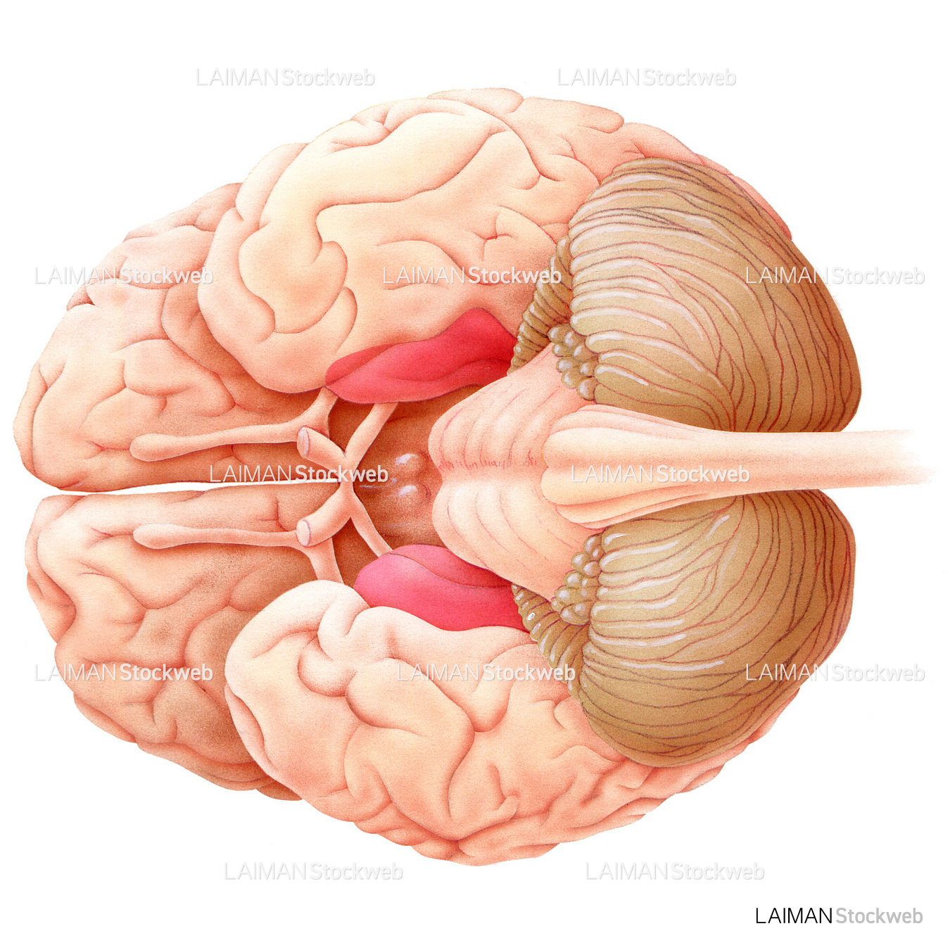 脳（下から見た図）