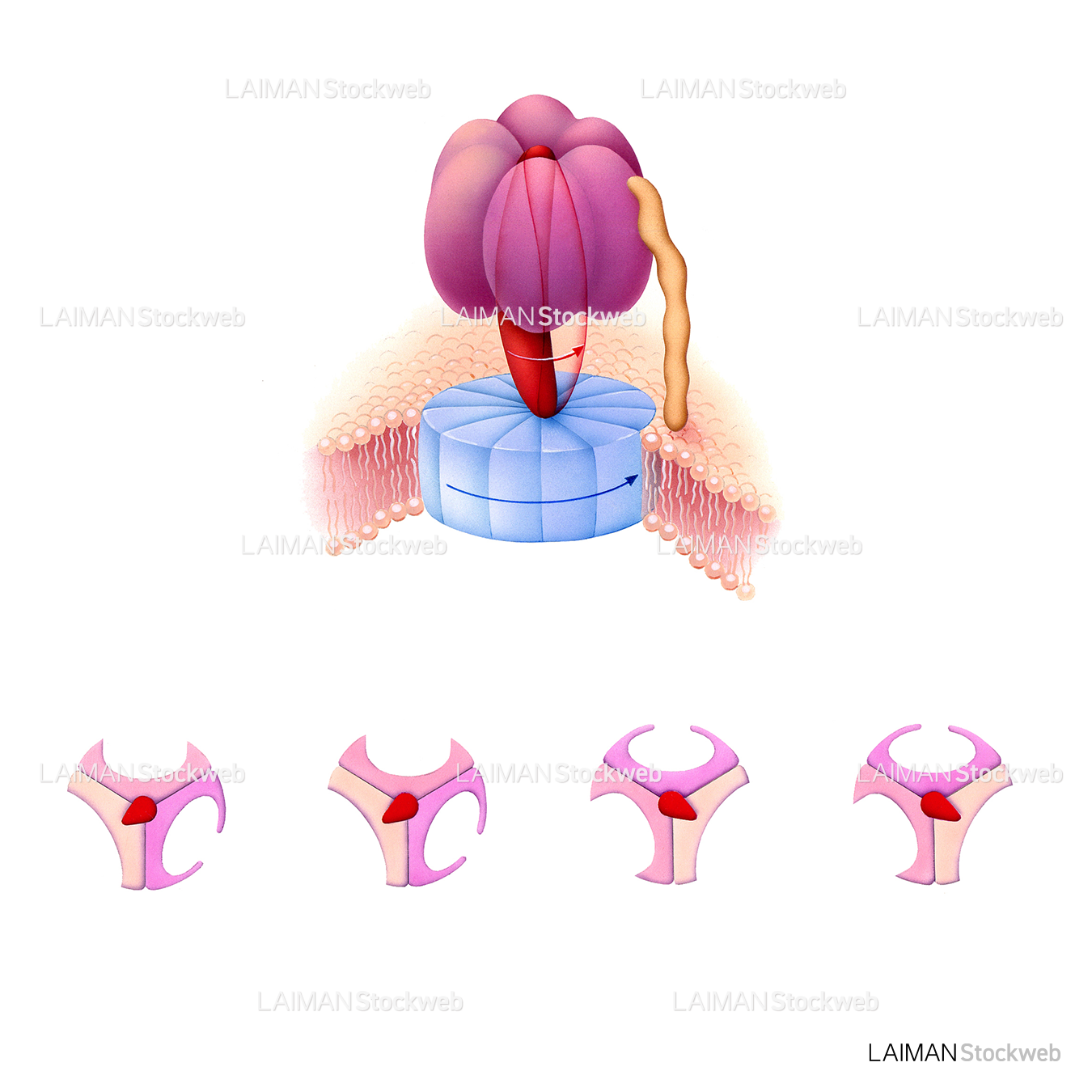 ATPase