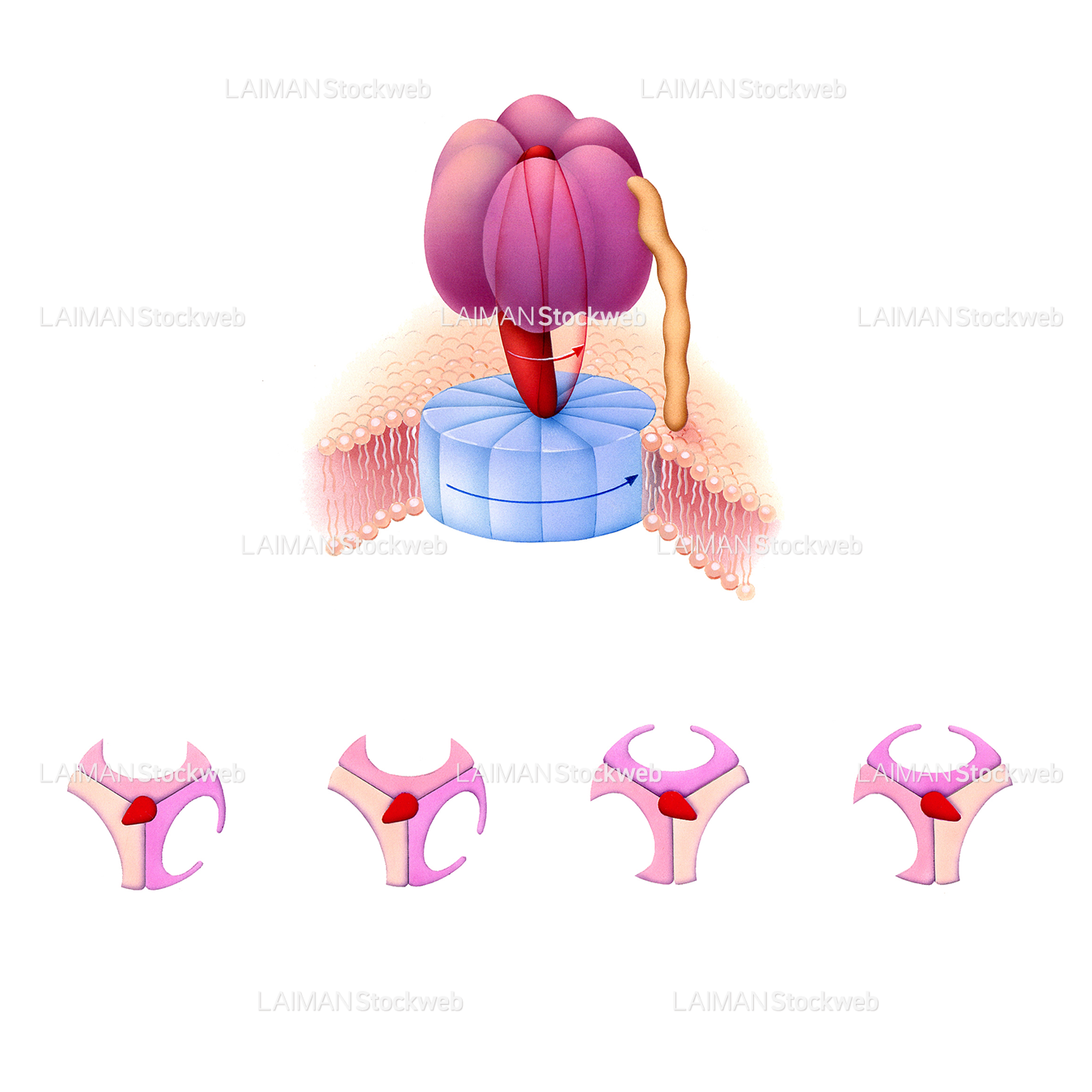 ATPase