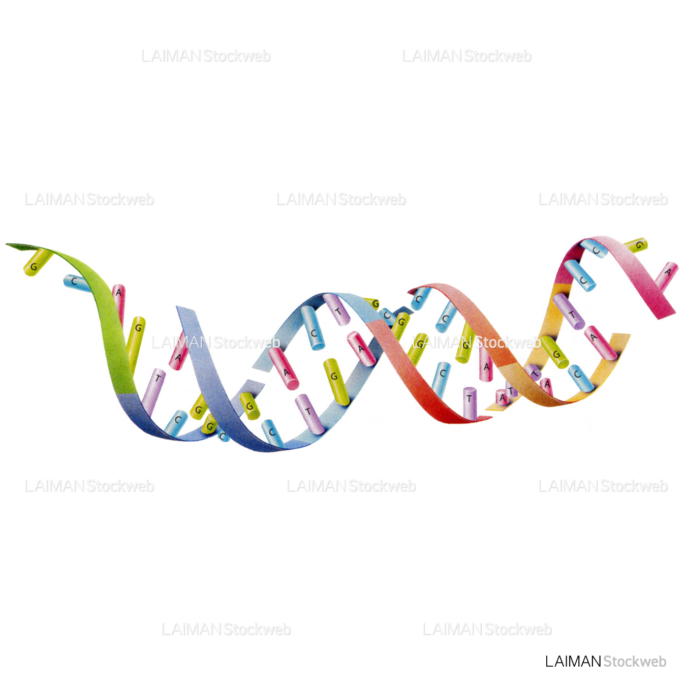 分断されたDNA