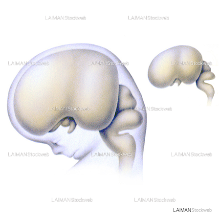 脳の発生2