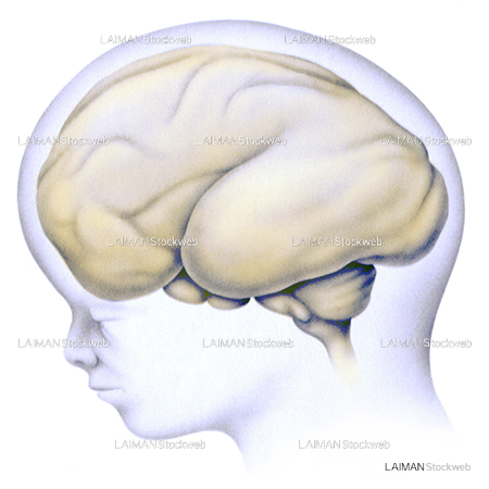 脳の発生3