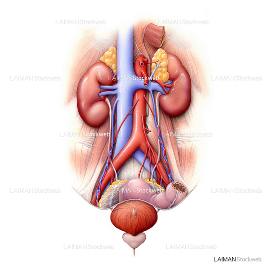 泌尿器（腎臓から膀胱）