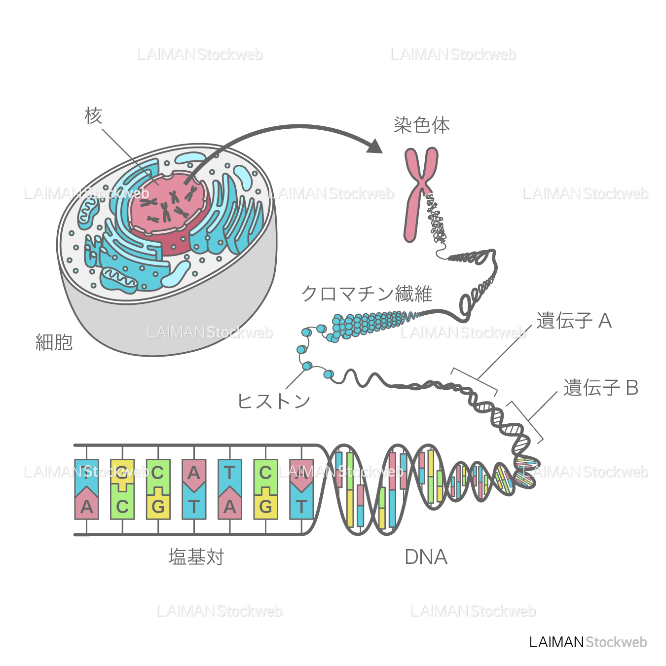 細胞、染色体、DNA