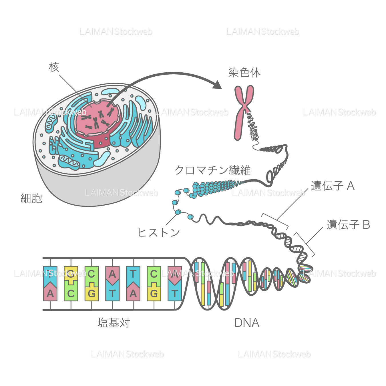 細胞、染色体、DNA