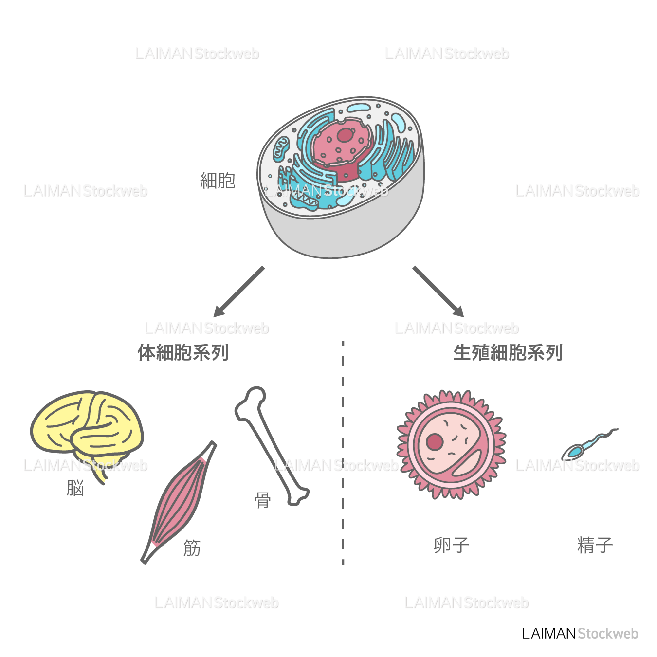 体細胞系列と生殖細胞系列