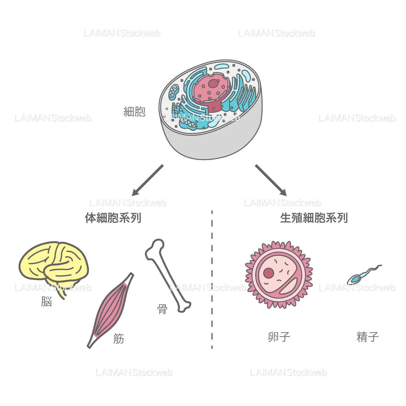 体細胞系列と生殖細胞系列