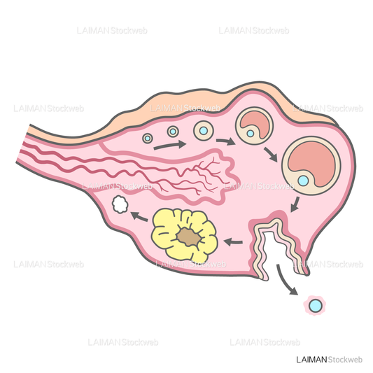 卵巣内の細胞の発育