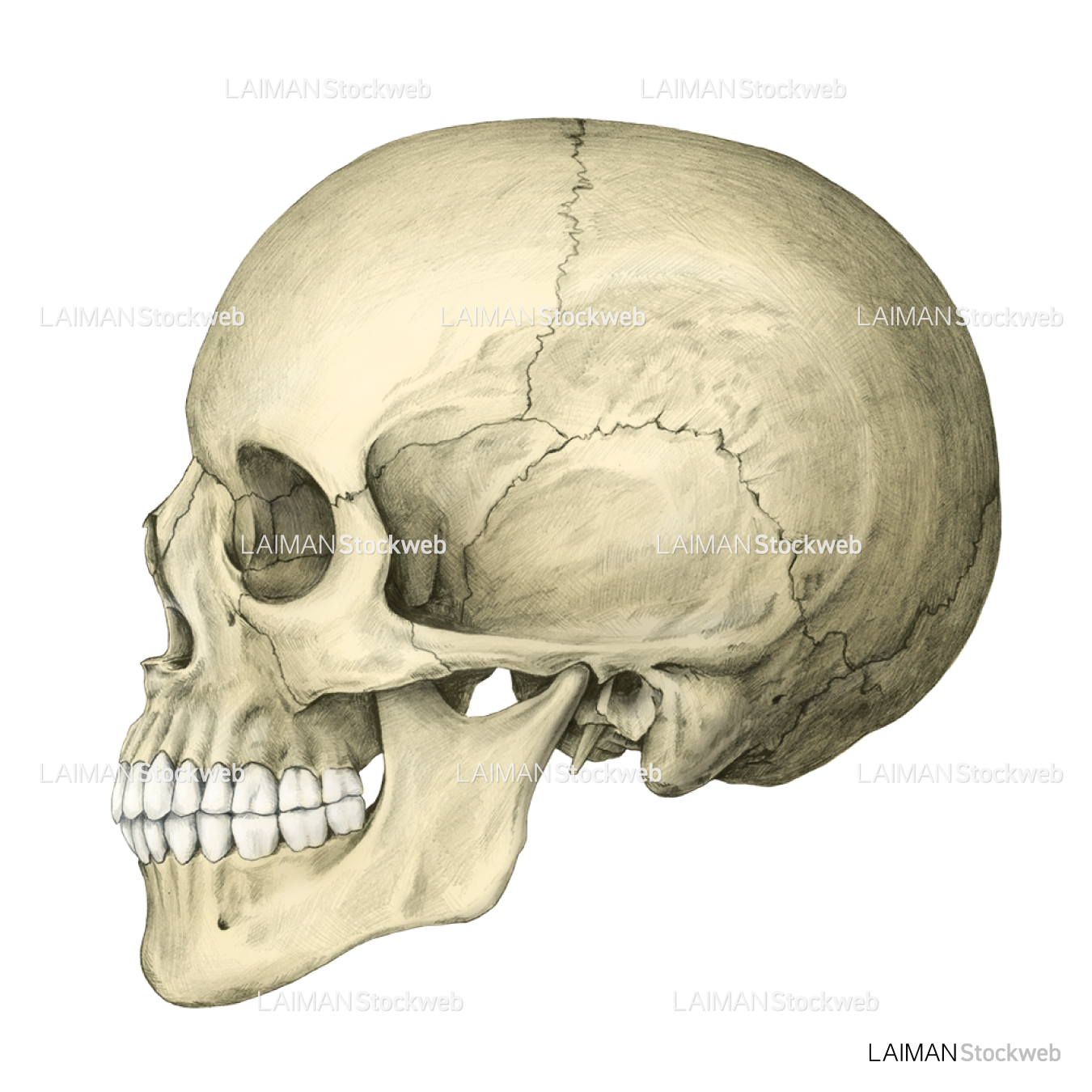 頭蓋骨側面（フルカラー）