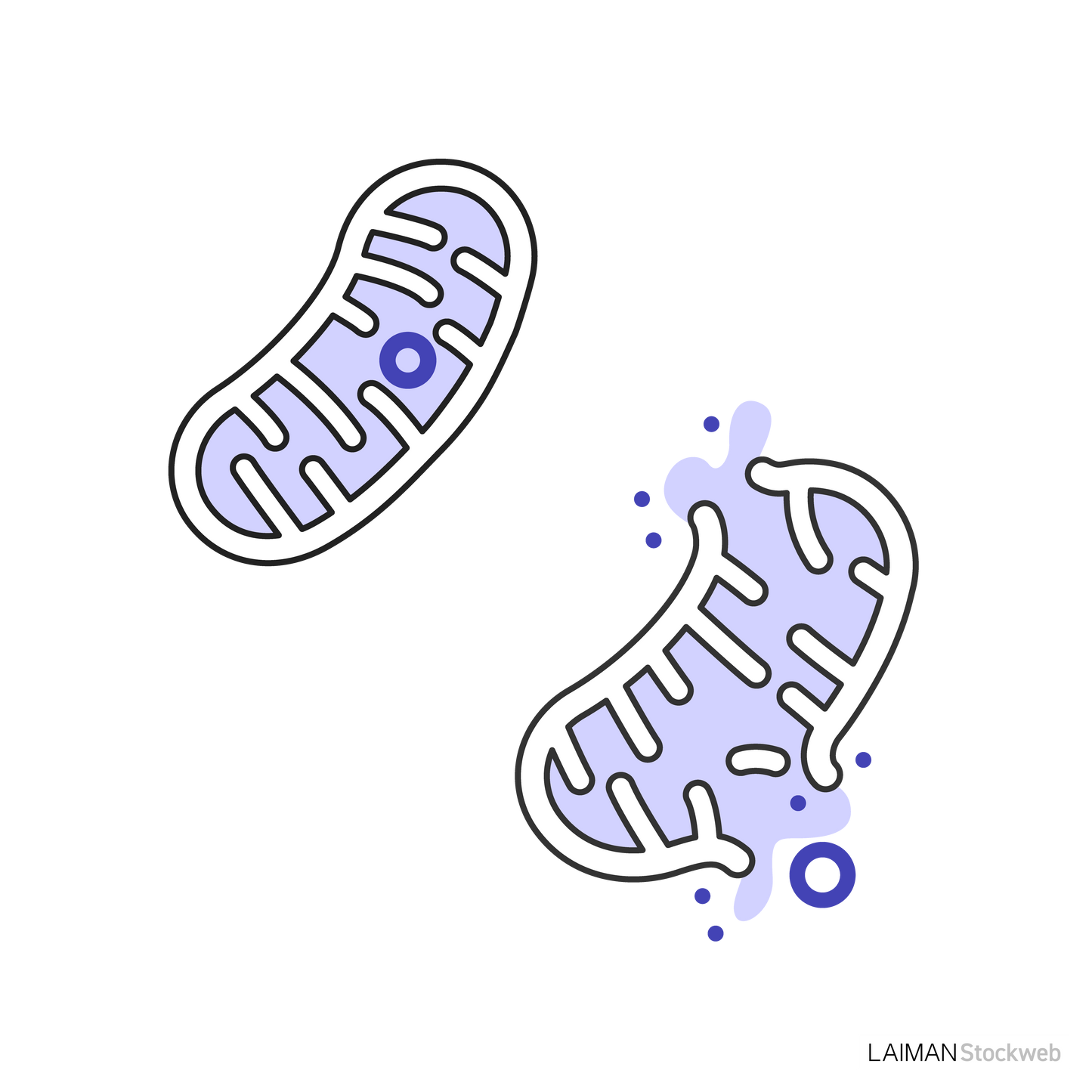 ミトコンドリアから漏出するDNA