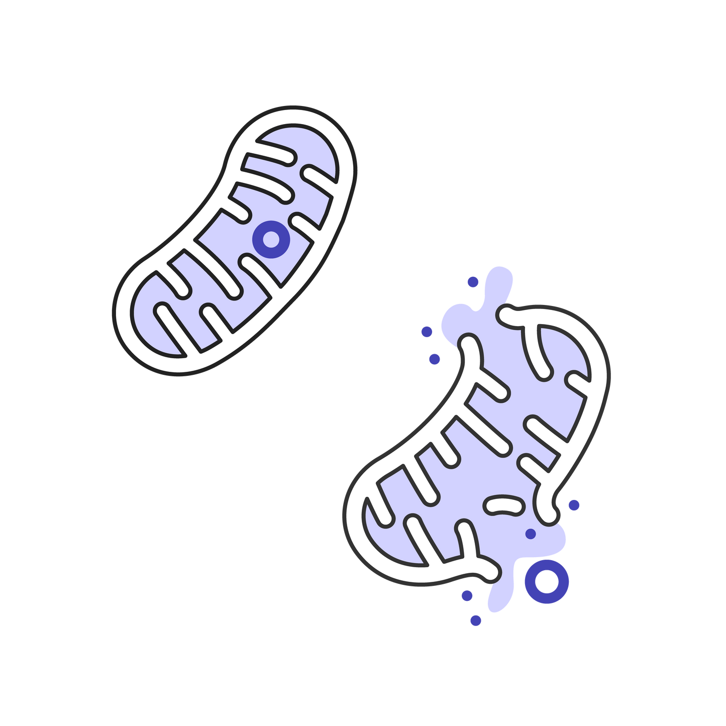 ミトコンドリアから漏出するDNA