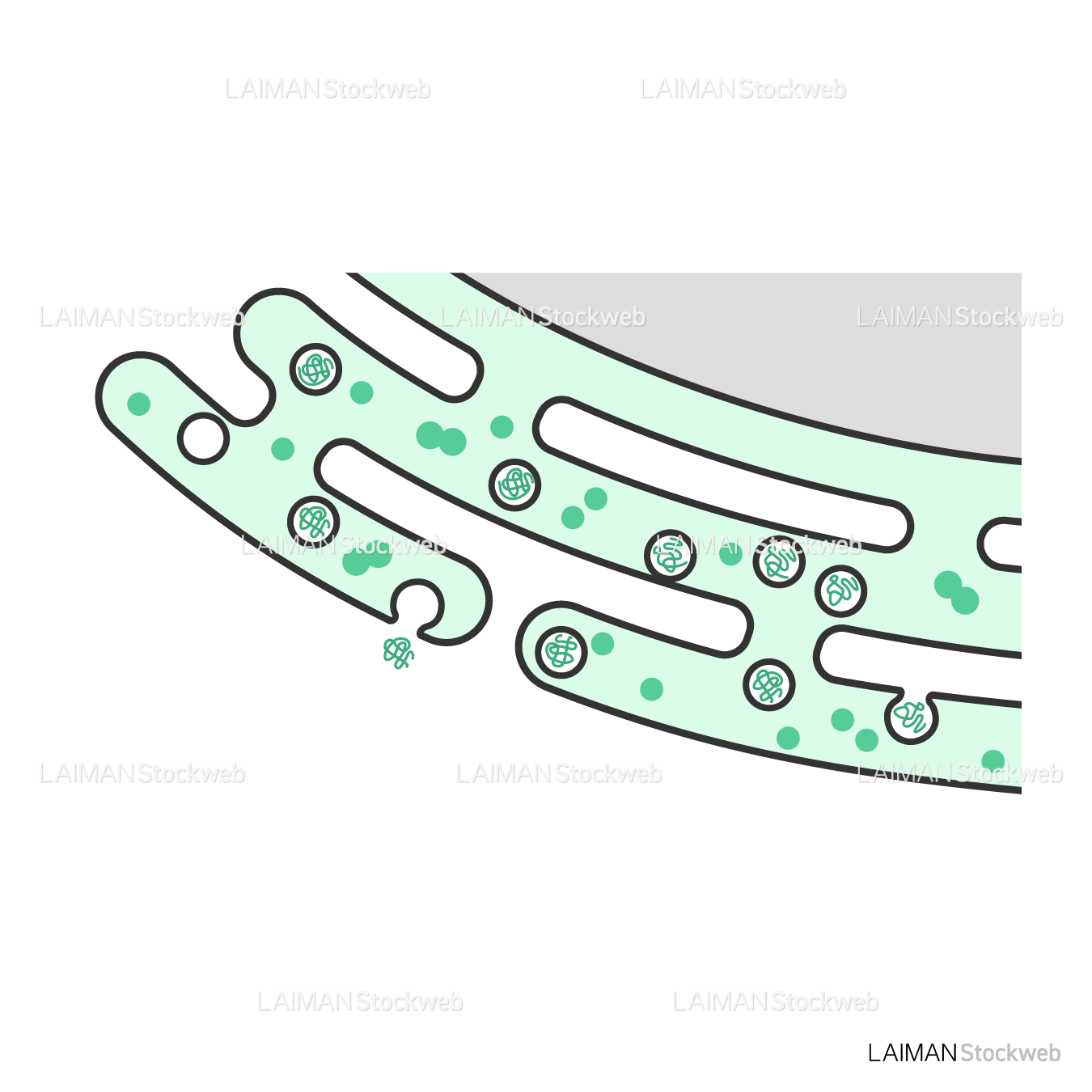 小胞体から漏出する2本鎖RNA