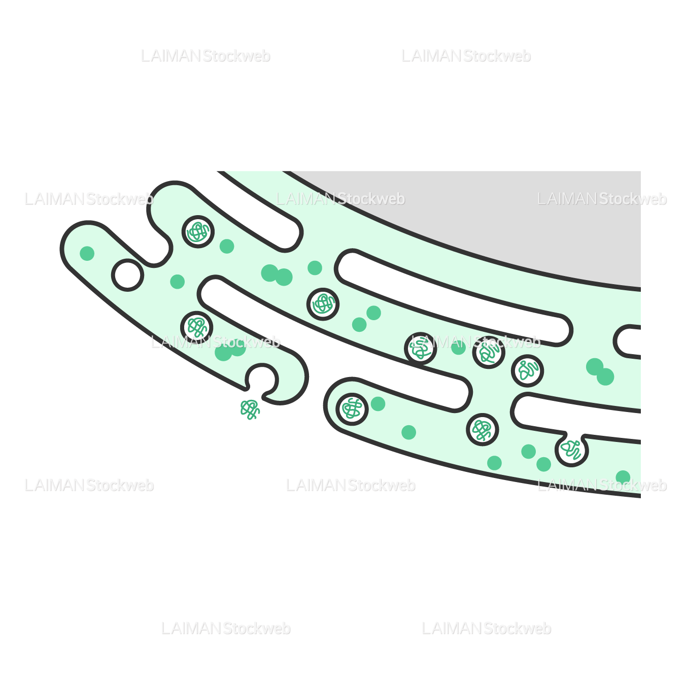 小胞体から漏出する2本鎖RNA